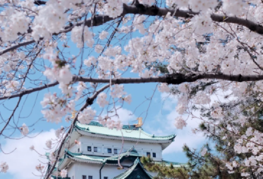 日本名古屋/周边包车一日游（可定制行程/中文司机上门接送）【中文司机，专业定制师多v1服务，随停随走，您的需求就是我们的路线图】