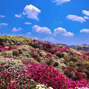 贵州百里杜鹃一日游【豪华跟团游+专车上门接+独立小包团】