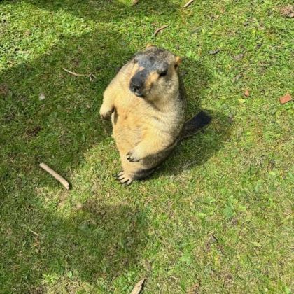 【包车】冰沟河+柴尔龙海+登山杖+雨衣+随时出发