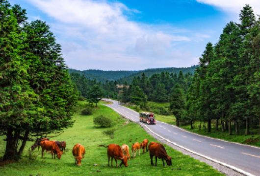 【大团】重庆武隆天生三桥+仙女山纯玩一日游含午餐含导游【武隆天生三桥+仙女山纯玩1日，含车含导游】