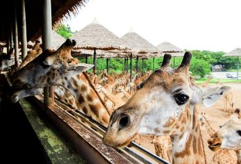 曼谷野生动物园+海洋公园一日游【含门票/自助午餐】【曼谷野生动物园，这里有300多种珍禽海兽，多种趣味表演互动】