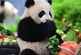 熊猫谷+仰天窝+都江堰一日游[2-8人精品小团+可加蓝眼泪]【[专业服务团队]专注四川历史景点+0套路+0推销】