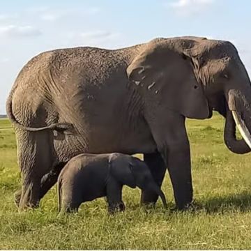 肯尼亚内罗毕出发 安博塞利国家公园一日游(马赛村/含接送）