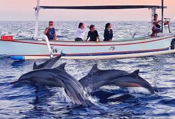 巴厘岛罗威纳海豚一日游【独立包车/拼船出海/可南部接送 】【罗威纳追逐野生海豚，治愈你的心灵；小众鹿岛浮潜深潜，罗威纳接送】