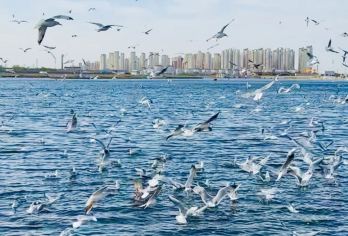 天津-滨海看海鸥-打卡古文化街-意式风情区-五大道 【亲子，情侣，家庭出游】