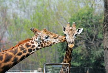 【包车游】西安秦岭野生动物园一日游【亲子私家团包车游】【天天发车，私家车出行 亲子出行，方便，便捷， 遛娃好地方】