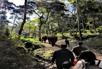 中国云南西双版纳野象谷+原始森林公园等顺路【北线包车一日游】【[私人专享]一对一优秀司机服务，独立用车，一团一车轻松游玩!】