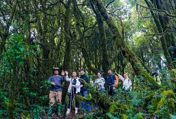 下车直达毛毛球原始森林丨多人立减丨高黎贡山3-9km秘境徒步【徒步天花板，下车直达核心区，每一步都是精华，奇形怪状的毛毛球原始森林，宛若被时光遗忘的侏罗纪公园。】