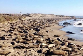 美国洛杉矶-丹麦村-蒙特雷-1号公路-旧金山-包车-精选【专属客服和本地中文司机，一家一团包车】