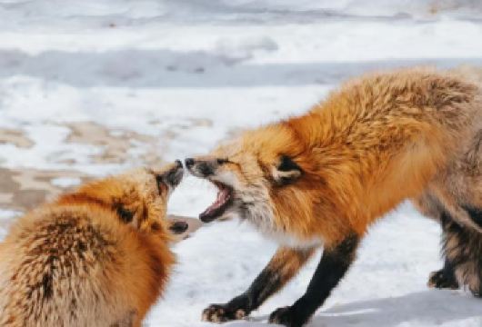 日本 仙台 藏王狐狸村 白石温面 四季银山温泉街 拼车一日游【拥有五百年历史的温泉街——银山温泉，当地人气汤屋「能登屋」是宫崎骏《千与千寻》的原型。】