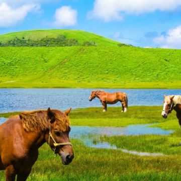 日本九州宫崎高千穗峡谷+熊本阿苏火山+草千里一日游丨福冈往返