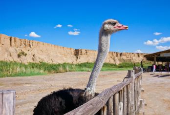 宁夏银川纯玩1日游(水洞沟旅游区+藏兵洞+西夏陵)【探秘西夏古都解读西夏文化，神游水洞沟藏兵洞】