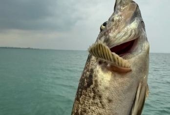 青岛海钓：出海钓鱼包船【分多个时间段】（免费提供钓鱼工具）【海景：青岛标志性的海滨风光尽收眼底，如栈桥、小青岛、奥帆中等，感受城市与海洋的完美融合。】