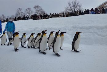 日本旭川札幌-美瑛青池富良野/可小樽登别北海道包车-精选【包车一日游，解锁旅行新方式！独立车辆配备经验丰富的老司机，为您量身打造专属行程。】
