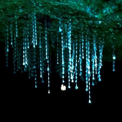 新年必囤 黄金海岸春溪/天宝林山国家公园夜游蓝光萤火虫