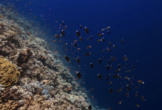 沙姆沙伊赫白岛+含接送+出海+潜水+午餐】【[浮潜深潜 深度体验]专业教练指导，探索红海珊瑚礁与多彩鱼群，深潜探秘沉船奇观，浮潜尽享温暖碧波。】