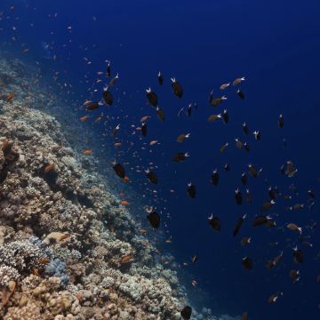 沙姆沙伊赫白岛+含接送+出海+潜水+午餐】