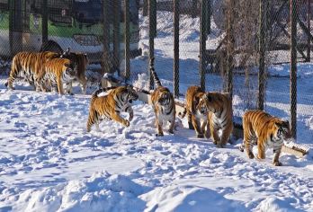 哈尔滨东北虎林园+伏尔加庄园包车一日游【专车接送/行程可定制】