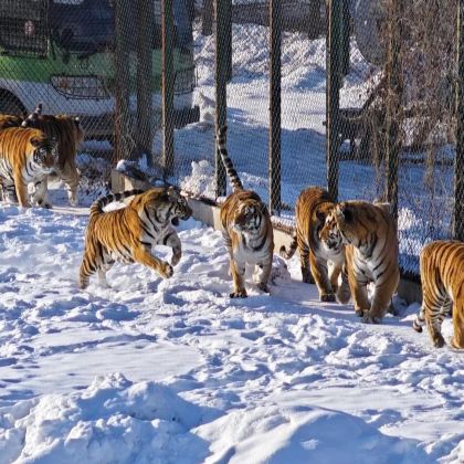 哈尔滨东北虎林园+伏尔加庄园包车一日游