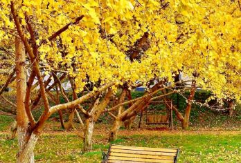 韶关帽子峰+珠玑古巷一日游【2人起发/上门接送/纯玩小团】【广府文化溯源：漫步珠玑巷千年石板路，在古驿道探寻姓氏迁徙之谜】