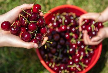 澳大利亚墨尔本网红打卡红杉林&樱桃园&亚拉河谷品酒之旅【漫步90年树龄的加州红杉林，1500棵55米巨树直入云霄，光影交错如秘境，网红打卡必拍森系大片。】