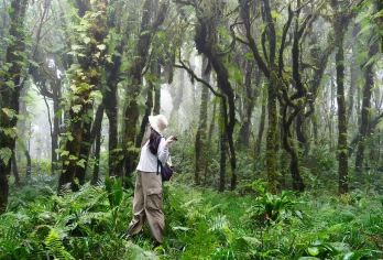 直达毛毛球原始森林/侏罗纪3-22km腾冲高黎贡山徒步一日游【无购物 上门接送 高黎贡山国家公园 户外野温泉 烧烤派对】