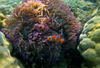 沙巴亚庇天空之境美人鱼岛一日游潜水送航拍可搭配kawa红树林【全新打造VIP美人鱼岛度假村，豪华自助餐，天空之境海景美拍；】