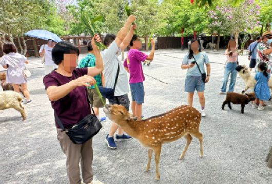 宜兰出发兰阳博物馆＋动物农场＋罗东夜市一日游（保姆车）【探访兰阳博物馆壮丽建筑，亲近多种可爱动物，体验清水地热温泉，享受罗东夜市美味。】