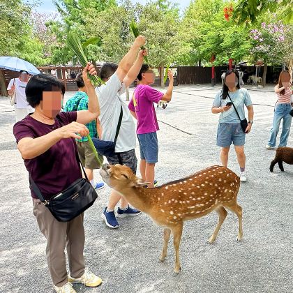 宜兰出发兰阳博物馆＋动物农场＋罗东夜市一日游（保姆车）