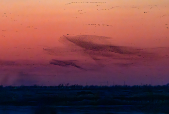 黄河口高品质+孤东海堤+鸟浪一日游【专车进景区│精讲、纯玩】【订单可免费退改期，资深导游带您高效游玩】