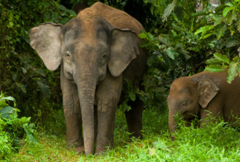 吉隆坡出发的大象保护区和萤火虫观赏组合之旅（拼车）【参观瓜拉甘达大象保护区，与获救的大象互动，并向敬业的象夫学习。 乘船游览瓜拉雪兰莪的红树林，观赏神奇的萤火虫和闪闪发光的“蓝色眼泪”现象。 在您开启难忘的夜游船之旅前，不妨在一家人气餐厅享用美味的当地晚餐。】