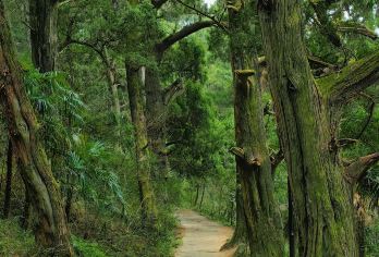 四川广元剑门关+翠云廊+皇泽寺一日游可英文服务【雄关漫道剑门险，翠云廊古柏参天，皇泽寺女皇遗风。】