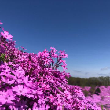 北海道滝上芝樱、上涌别郁金香赏花一日游