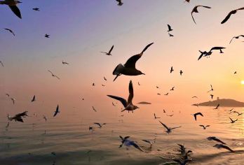 无锡太湖鼋头渚风景区+三国水浒景区一日游【游览太湖 纯玩团】【回望历史，畅游文学经典华章，三国水浒英雄辈出雄霸天下。】