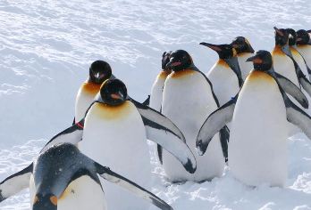 日本北海道森林精灵露台+旭山动物园+青池一日游|冬日限定【从雪地里的动物踪迹到霜覆的树木剪影，让北海道的冬日童话随脚步渐次展开】