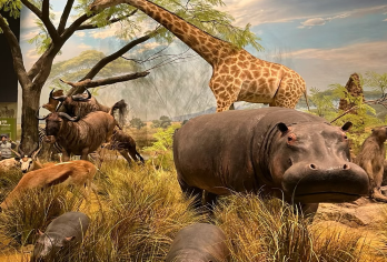 成都自然博物馆【汀兰集 2小时大咖深度讲解 私家团精讲】【[趣味课题]讲解过程丰富有趣，理解才更好】