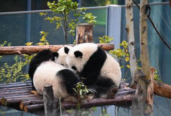 四川成都：都江堰+熊猫基地【包车｜中英文导游】C【[VIP尊享服务] 专属包车出行，司机全程陪同，行程灵活可调，打造个性化旅程】