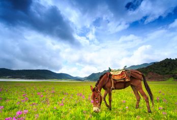 丽江拉市海茶马古道+千古情一日游【骑马划船+午餐+往返接送】【[优质交通]环丽江古城、束河古镇有专职司机免费上门接送；每天9:00-14:00滚动发车，随订随走。】