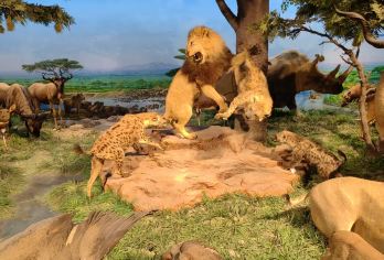 国家自然博物馆一日游【含研学手册   亲子研学主题活动】【知识分享互动，激发学习兴趣，行程创新思维】