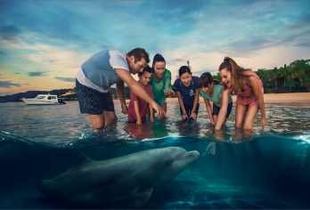 澳大利亚布里斯班摩顿岛一日游【观喂海豚|可加购酒店接送】【白沙碧海滑沙冒险，邂逅野生海豚同游， 欣赏沉船日落，金色沙滩漫步浪漫满分】