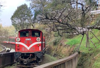 阿里山国家风景区一日游【奋起湖＋桧意生活村｜嘉义出发】【体验阿里山小火车路线，享受森林浴，游遍阿里山著名景点阿里山神木、姐妹潭、三代木、象鼻木、千岁桧等。】
