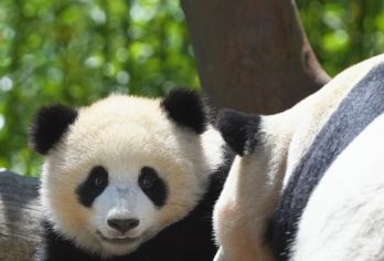 卧龙中华大熊猫苑神树坪基地一日游【纯包车亲子游.三环内接送】【[不在市区扎堆排队，去真正熊猫故乡]这里是熊猫的国度，北纬30°，真正适合熊猫生活的乐土.】