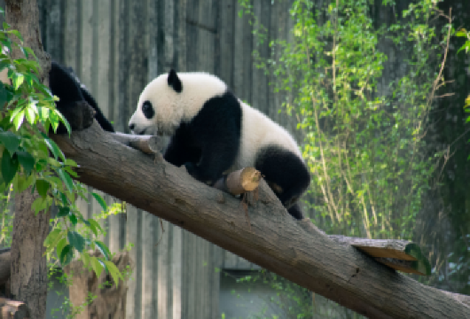 都江堰景区+熊猫谷一日游【2-8人小车团 上门接 含讲解】【2-8人精品小车团，成都市区三环内上门接送】