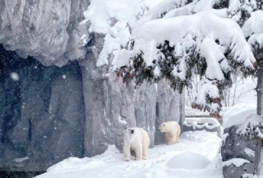 日本札幌往返+旭山动物园+白须瀑布+七星之树+青池/私家包车【专属客服和本地中文司机，一家一团包车】