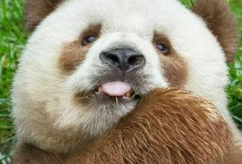 【西安往返】秦岭四宝科学公园+秦岭国家植物园一日游【每周三/四/六/日发团·真纯玩·无购物·品质游】