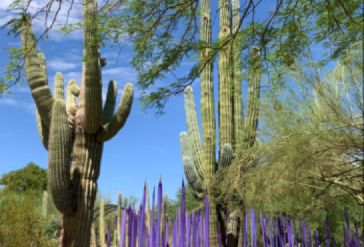 【凤凰城经典包车游】红色岩石・沙漠秘境・艺术老城・天际线之旅【[定制包车游]专享中文司机独立包车，市区范围酒店上门接送，行程路线可根据个人需求调整。】