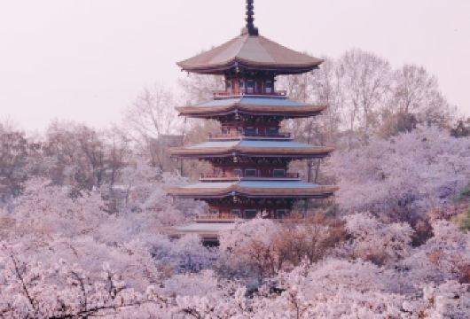 【樱花】东湖樱园+武汉大学牌坊+省博+黄鹤楼+江汉关一日游【[天天发车]报名即成团。】