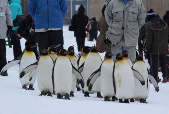 日本旭川札幌-美瑛青池富良野/可小樽登别北海道包车-精选【包车一日游，解锁旅行新方式！独立车辆配备经验丰富的老司机，为您量身打造专属行程。】