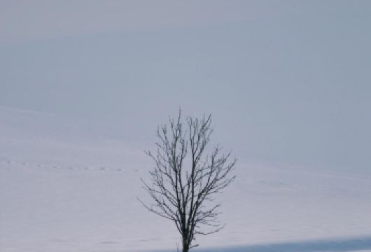 日本北海道旭川美瑛｜白须瀑布｜孤独圣诞树｜札幌往返｜中文专车【尊享一对一高端行程定制，多日豪华包车专属礼遇，专业旅行顾问24小时恭候垂询。】