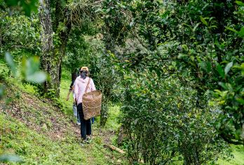 南糯山一日游【云端雨林古茶山徒步+采茶制茶+般若寺环线游】【[梦幻南糯山]古茶山寻“仙”、闻香茶韵、缤纷茶园感受山野烟火气、3公里步行体验边采边徒、学习采茶手作】